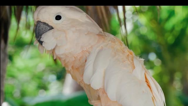 Test recording of Ashampoo Snap 10, Preset: Capture a video or similar content смотреть онлайн
