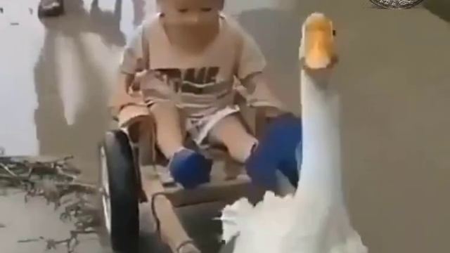 «ГУСЬ ТАКСИ» смотреть онлайн