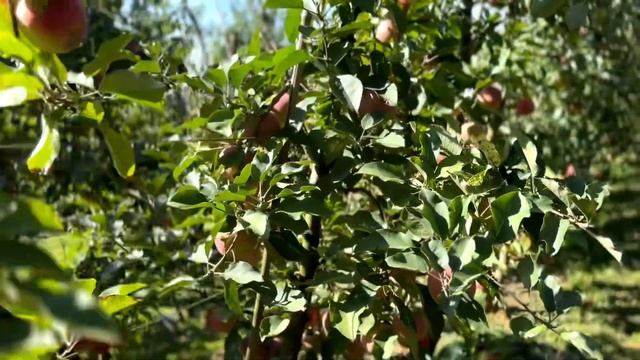 Apple picking at Naturipe Orchard, Australia | 2024🇦🇺🍏🍎#australia #applepicking #travelpixel смотреть онлайн