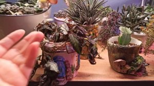 В кашпо нет дренажного отверстия?Как Поливать?!🌱🚿МОЯ ФОРМУЛА