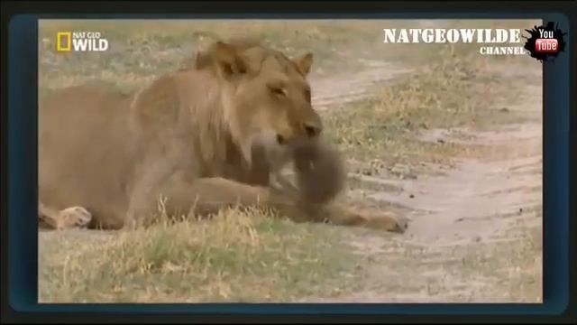 Мангуст и лев смотреть онлайн