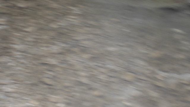 DSCN3325ЛОТОСЫ КИЗИНКА МОСТОВСКИЙ РАЙОН ИЮЛЬ 2020