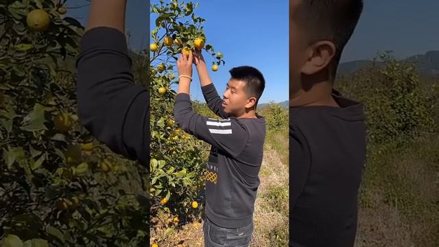 Farm Fresh Ninja Fruit Cutting | Oddly Satisfying Fruit Ninja #16 смотреть онлайн