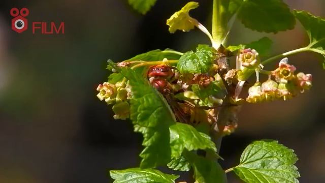 SPRING NATURE | Hornet | Ducks | Hen | Apple tree | Dandelion смотреть онлайн