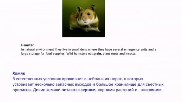 Russian lesson for Intermediate - Wild Animals PART 4