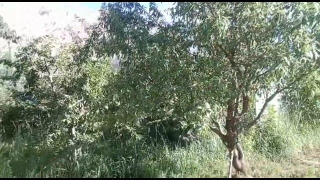 Apple Garden In Hunza Valley Pakistan | World Famous Pakistani Apples/ смотреть онлайн
