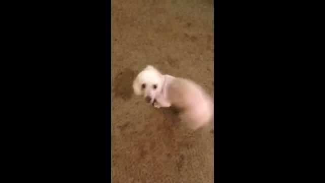 DOG SPINS LIKE A MANIAC FOR A BITE OF APPLE! смотреть онлайн