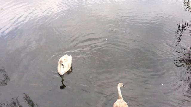 iPhone 4S Video Camera Test (Full HD 1080p) смотреть онлайн