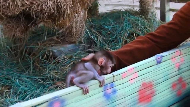 Great! baby monkey SANTA she eat apples, is now amazing, able to learn how to jump. смотреть онлайн