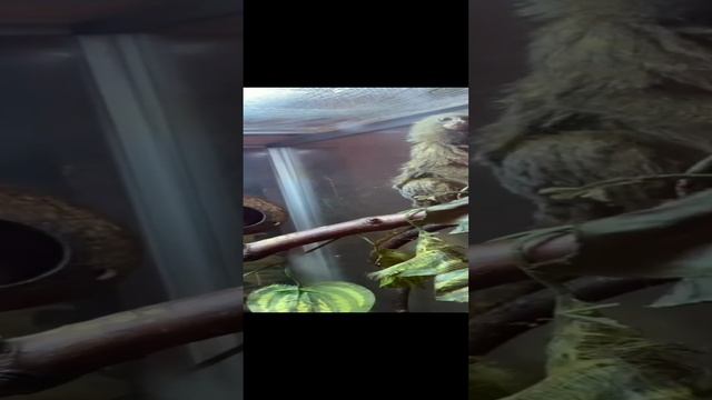 #Помогите найти Лешу 🙏🤣 смотреть онлайн