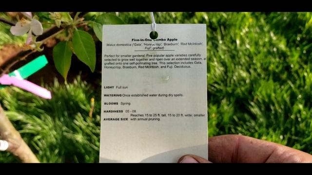 Have you ever heard of a 5 in 1 Apple tree?? смотреть онлайн