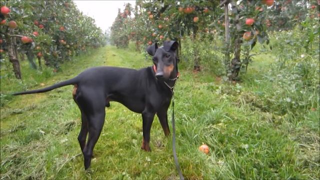 Chester the Manchester Terrier on the National Apple Day