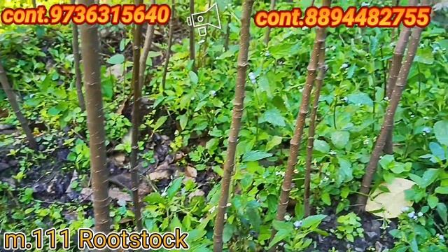 #Local_RootStock //Healthy mm.111 Mother Plant are available (Limited stock) Booking Open смотреть онлайн