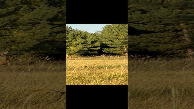 Трофейный козлик! смотреть онлайн