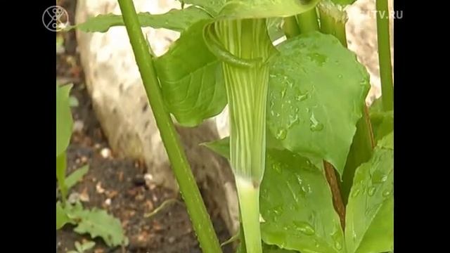 Полезная Программа выпуск 173 (эфир от 27.08.2019)