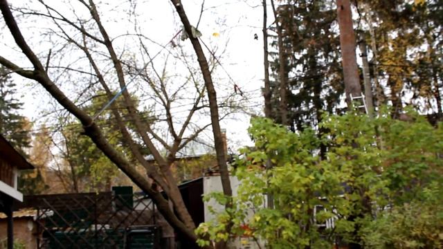 Дерево ч 4 2020 смотреть онлайн