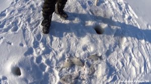 Разорвали хапугу но рыбу достали. Наши ямы не подвели.