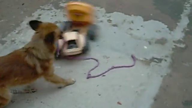 EL PERRO DE NICO Y ROCIO DE BENAVIDEZ смотреть онлайн