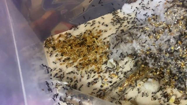 Мессор минор  (Messor Minor), пора переселять?