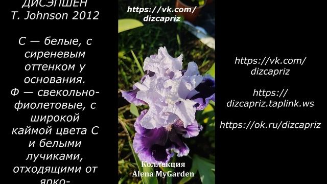 ИРИС DARING DECEPTION #ирисы #клематисы #лилейники смотреть онлайн