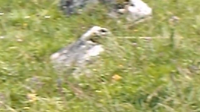 DSCN3376ЛОТОСЫ КИЗИНКА МОСТОВСКИЙ РАЙОН ИЮЛЬ 2020