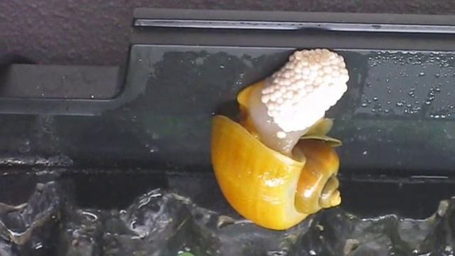 Apple snail lay eggs смотреть онлайн