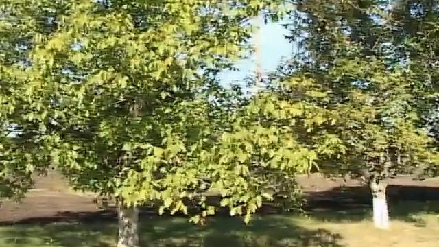 Berezovka u Razdelna смотреть онлайн