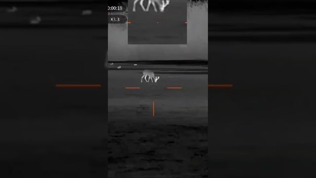 Перспективный козлик и зайцы #охота #ночнаяохота #тепловизор #guide #guidetr430 #самецкосули смотреть онлайн