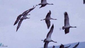 Мне кажется порою, что солдаты..Журавли