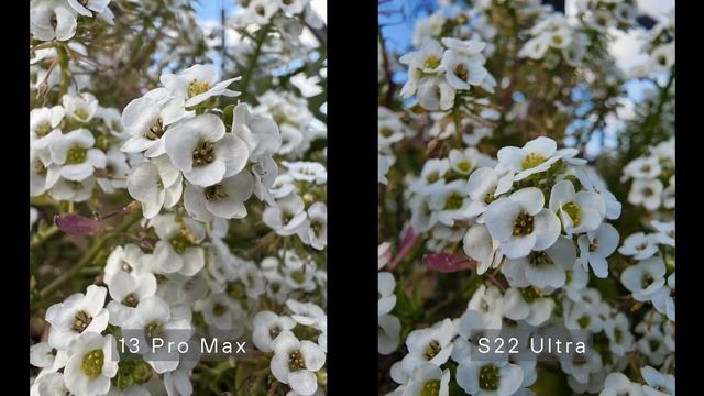 تحدي مقارنة كاميرات Samsung S22 Ultra vs iPhone 13 Pro Max смотреть онлайн