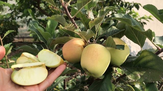 If you want to grow apples in subtropics or a warm climate, the Dorsett Golden Apple is perfect. смотреть онлайн