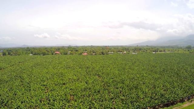 JAVIER MONTHIEL / !!EL BANANERO !! VIDEO OFICIAL HD !! 2017. D.R.A. MMXVII.. смотреть онлайн