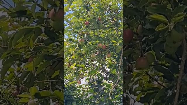 My Apple Tree.. There are many apples on My apple tree.. 🍎 смотреть онлайн