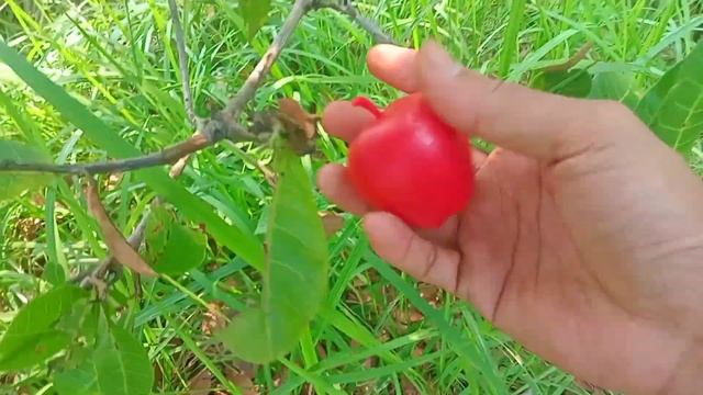 this big tree has lots of toy fruit guava oranges strawberries apples guava cherry avocado starfrui смотреть онлайн