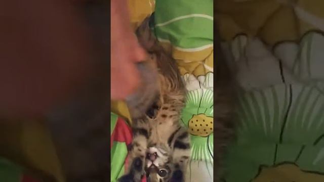 Рокки кото-пёс) смотреть онлайн