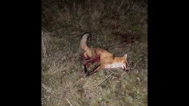 Ночная охота на лисицу с духовым манком Nordik Predator смотреть онлайн