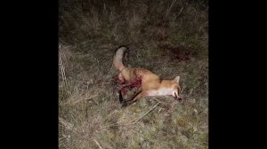 Ночная охота на лисицу с духовым манком Nordik Predator