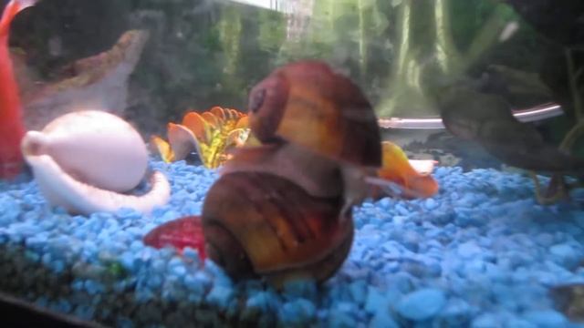 Snails sleeping on the job смотреть онлайн
