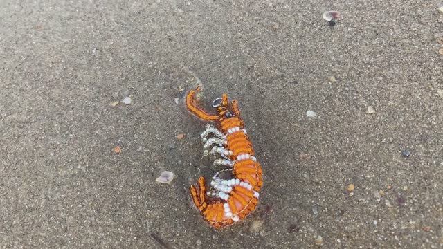 Игрушки из бисера / креветка из бисера / овен из бисера / ящерица из бисера / смотреть онлайн