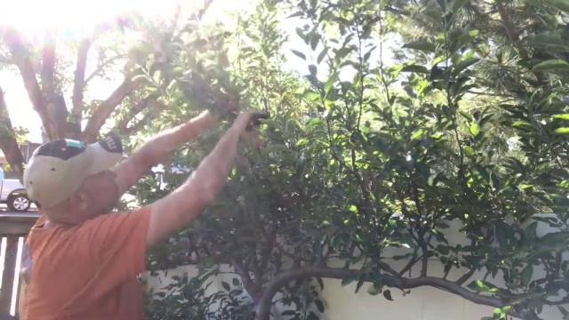 Pruning my espalier apple tree, Vlog #27 смотреть онлайн