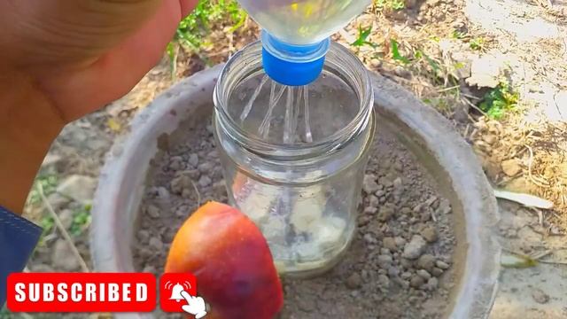 How to grow Apple tree with Apple fruit | unique skills For banana Harmonies | смотреть онлайн