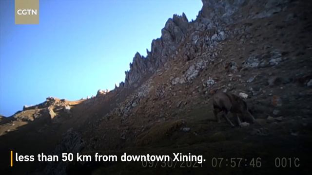 Snow leopard appears for the first time in NW China's Huangyuan County смотреть онлайн