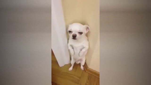 НУ ЧЁ НАРОД ПОГНАЛИ #198 ЛУЧШИЕ ПРИКОЛЫ 2018 смотреть онлайн