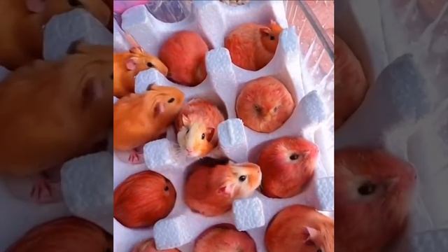 ♡♡♡♡♡ смотреть онлайн
