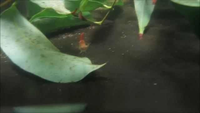 How Long to Breed Guppies to Ensure Mating and Pregnant Females? смотреть онлайн