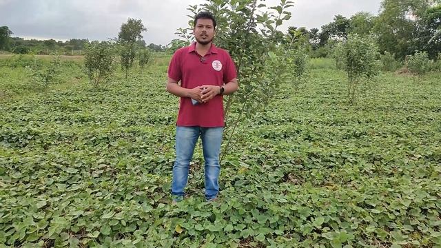 ଏମିତି ଚାଲିଛି ସେଓ ଚାଷ || Apple farming in Odisha || hrmn99 apple plant booking in Odisha. Anna apple смотреть онлайн