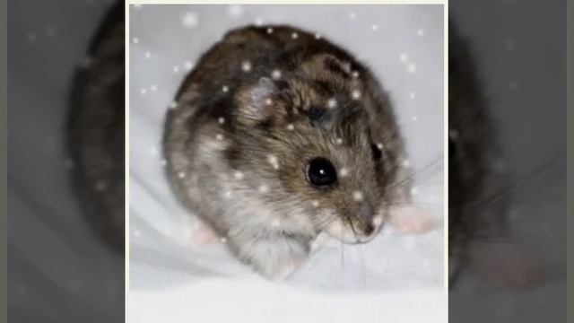 Джунгарские хомяки🐹 смотреть онлайн