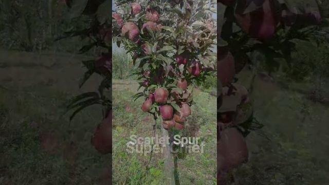 Best varieties of apple all over the world. смотреть онлайн