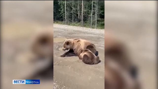 Медведи в Билибино смотреть онлайн