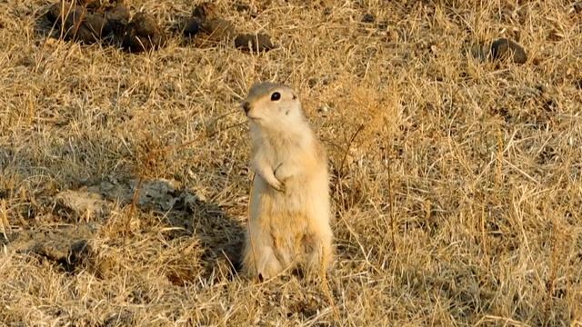 Суслик позирует смотреть онлайн